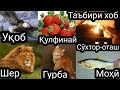 Каментария 24ТБХ Гурба дар хоб Шер дар хоб Сухтор дар хоб Мохи дар хоб Кулфинай дар хоб Укоб дар хоб Каментария 24ТБХ Гурба дар хоб Шер дар хоб Сухтор дар хоб Мохи дар хоб Кулфинай дар хоб Укоб дар хоб