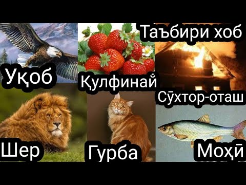 Каментария#24ТБХ-Гурба дар хоб,Шер дар хоб,Сухтор дар хоб,Мохи дар хоб,Кулфинай дар хоб,Укоб дар хоб