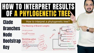 How to interpret and understand the results of a phylogenetic tree?