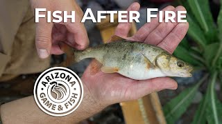 Fossil Creek Fish Survey by Arizona Game And Fish 1,605 views 5 months ago 2 minutes, 2 seconds