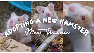 I ADOPTED ANOTHER HAMSTER | meet Winnie, the female syrian hamster 🐹