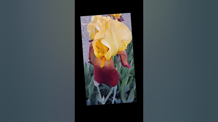 #mayflowers #fleurs #floresdemayo #mayo #guatemala #france #mexico #iris #imyours #spring #primavera