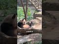 Why Panda Fall So Much #panda #animallovers #cute #pandas
