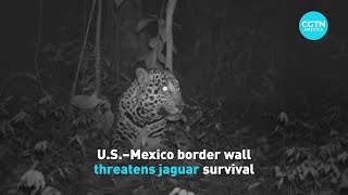 U.s.-Mexico Border Wall Threatens Jaguar Survival