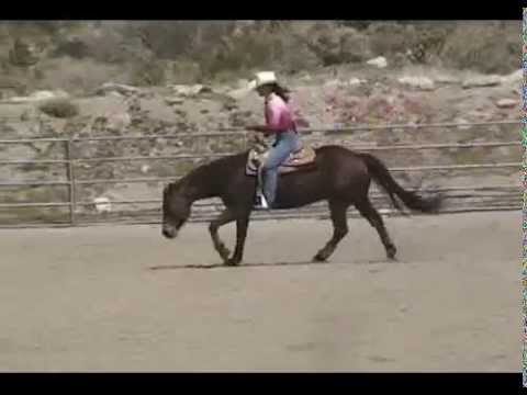 Bridle-less Hands Free Riding - Reining Demo