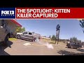 The Spotlight: Kitten killer captured
