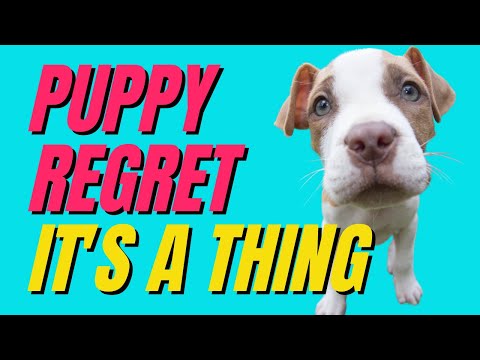 فيديو: 10 أسباب لماذا يجب عليك تبني كلب كبير