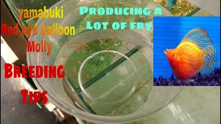 Yamabuki red eye balloon Molly | breeding tips