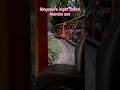 SINGAPORE NIGHT SAFARI MANDAI WILDLIFE #shorts #singapore