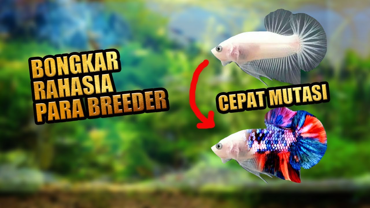 Cara mempercepat mutasi warna ikan cupang