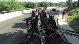 The Budweiser Clydesdales--Cody, Wyoming Stampede 4th of July 2015 Parade