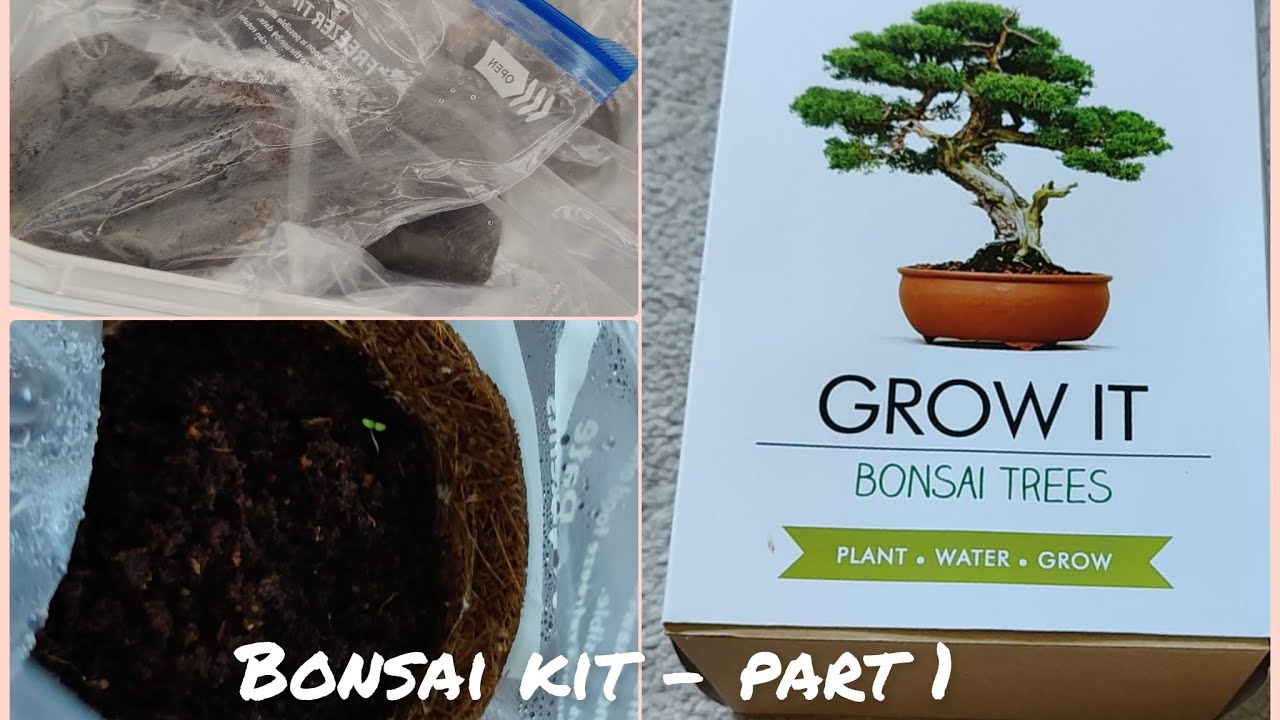 grow it bonsai kit !
