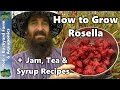 How to Grow Rosella AKA Jamaican Sorrel PLUS Jam, Tea & Syrup Recipes