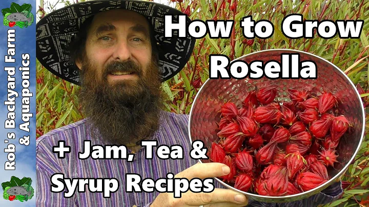 How to Grow Rosella AKA Jamaican Sorrel PLUS Jam, ...