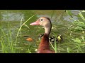 Madre pijije (Dendrocygna autumnalis) con sus patitos en Villahermosa, Tabasco.