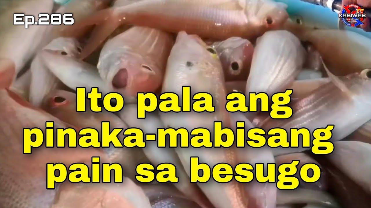 Ep.286 Ito pala ang pinaka-mabisang pain sa BESUGO
