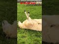 Rolling sheep funny #sheep #funny #shorts