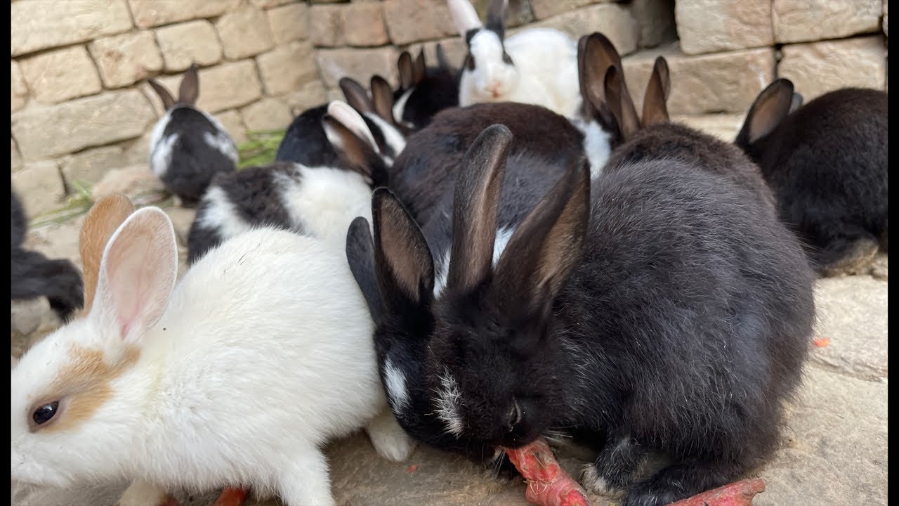 Rabbits morning routine - YouTube