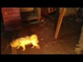 NOITE COM ÀS CRIANÇAS | COM MARSHMALLOW NA FOGUEIRA.