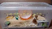ハムスター手作りケージ 材料費1000円以下 Youtube ハムスター手作りケージ 材料費1000円以下 Youtube
