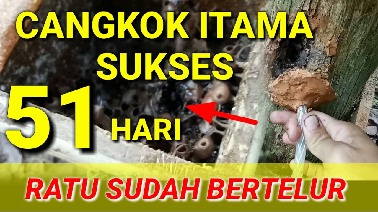 PROSES PELEPASAN KOTAK CANGKOK ITAMA DARI LOG AWAL