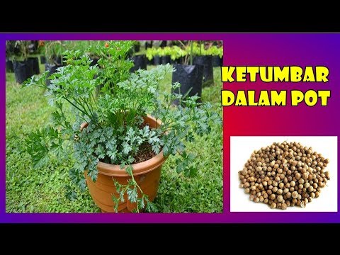 Video: Menanam Ketumbar Di Negara Dan Di Rumah