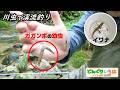 ガガンボ幼虫で当たり連発?【川虫で渓流釣り・イワナ】