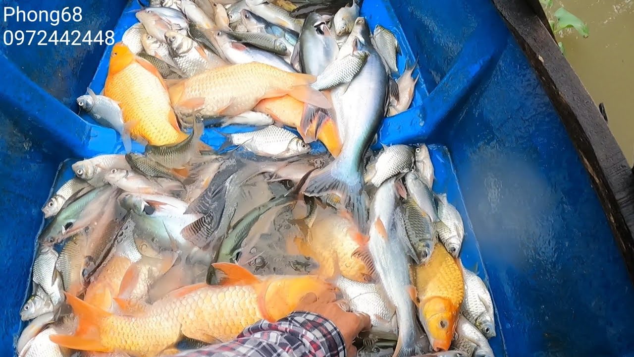 40f một vợt và thả cáp // Phong68