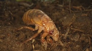 Cicada bugs are coming from underground, scientists say
