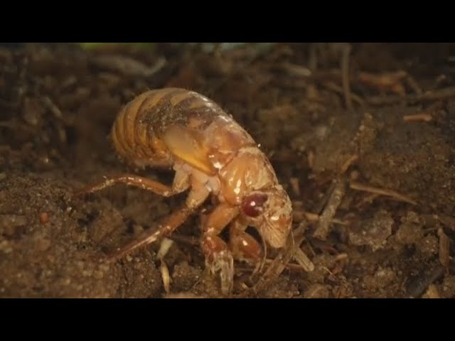 Cicada Bugs Are Coming From Underground Scientists Say