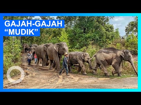 Video: Makanan berwarna-warni. Proyek seni oleh fotografer Linda Lundgren