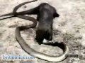 نمس يقتل افعى كوبرا لايفوتكم flv mp3