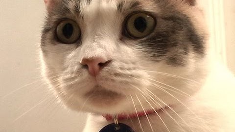 Cat getting high from catnip