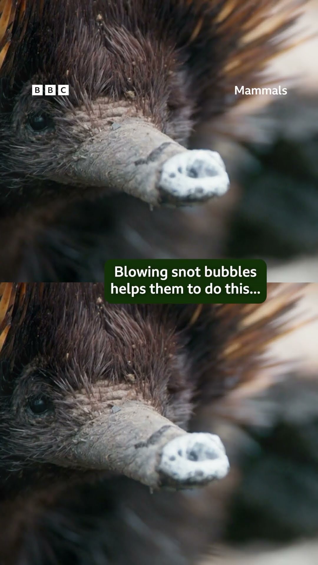 Is it a hedgehog? Is it a porcupine? No, it's an echidna! #Mammals #Echidna #WeirdAnimals #Shorts