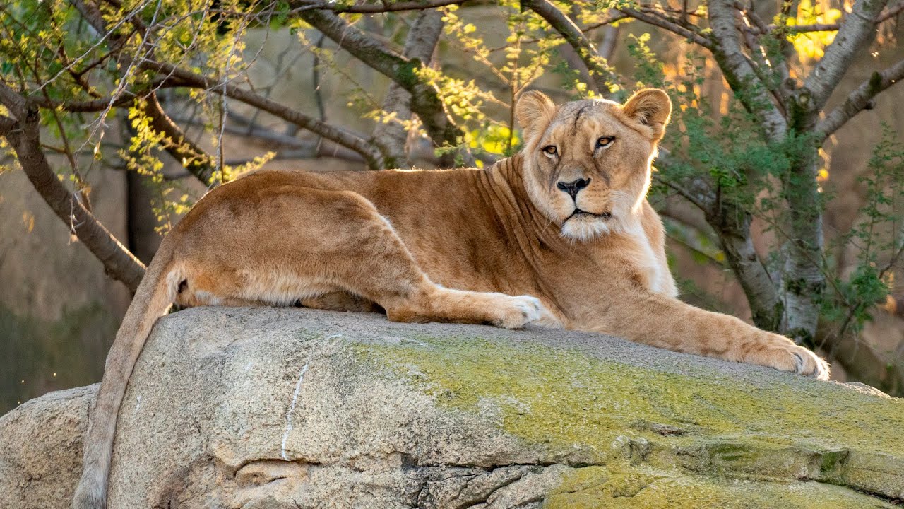 Muere Luana, la leona de BIOPARC Valencia