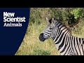 Zebras bob their heads at each other to signal cooperation