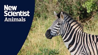 Zebras bob their heads at each other to signal cooperation