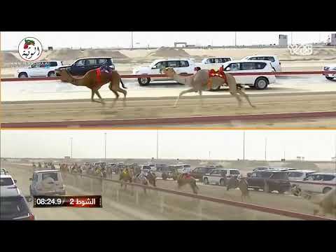 الشوط 2 رعد ل سالم راشد حمد غدير الكتبي 12 36 6 ختامي الوثبة 2021 5 4 حول و زمول