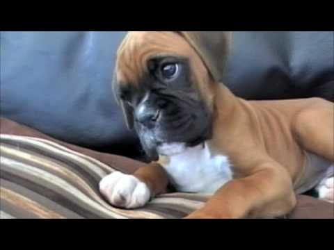 Confused Boxer Puppy