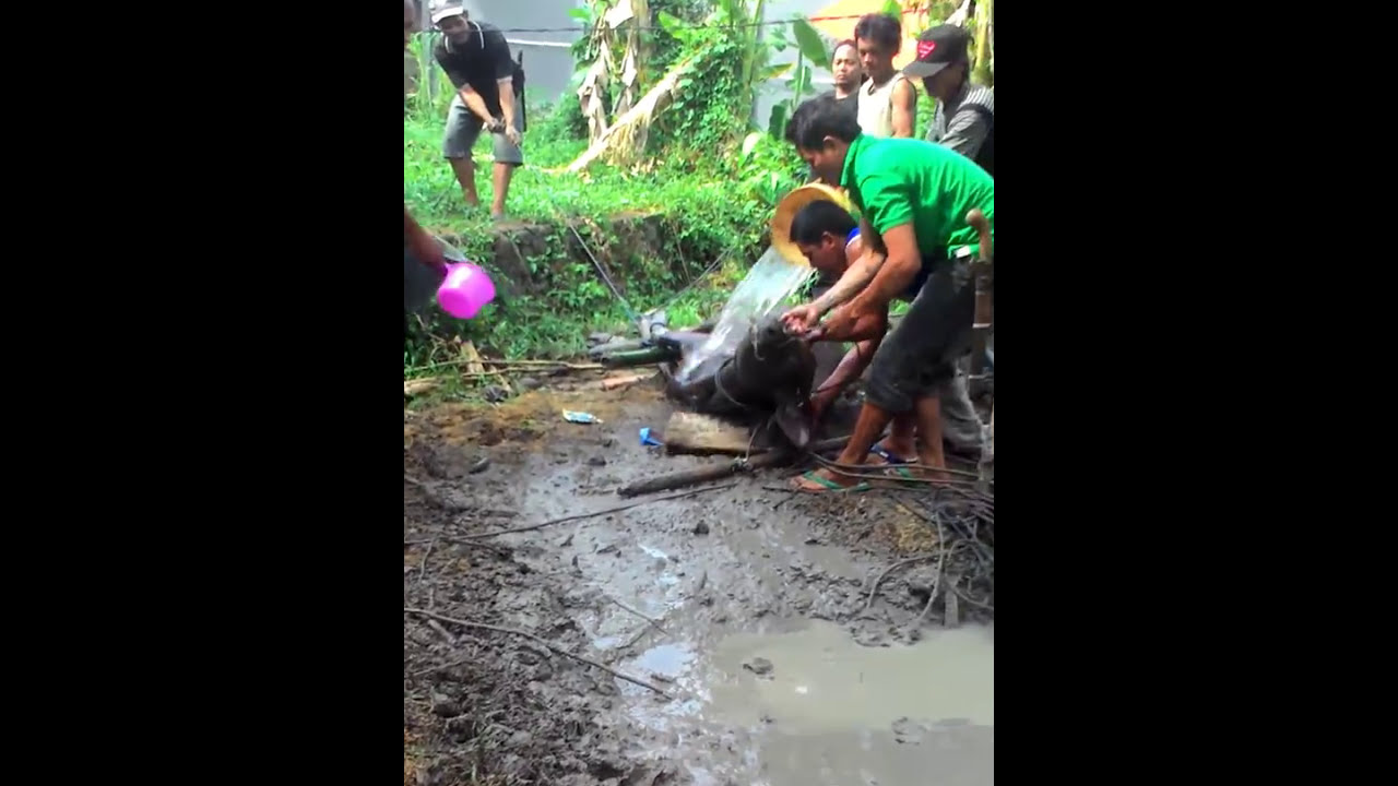 Cara Memotong Sapi Liar - YouTube