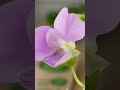 BLACK VALENTINE bean - Bush BEAN, annual vegetable