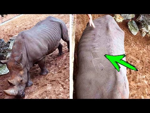 Видео: Посетители французского зоопарка выцарапывают свои имена на спине носорога
