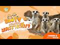 🔴 Live! Meerkat | 4-5-2026 , 12:00 | Zoo TV สวนสัตว์นครราชสีมา