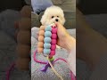 Summer Fresh Cyan Pet Leash with Cute Wings