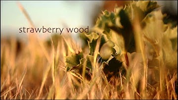 SOFT EJECT - Strawberry Wood