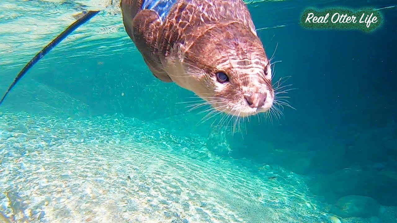 [Жизнь Выдры- День 127-129] Два дня, проведенные на самой красивой реке