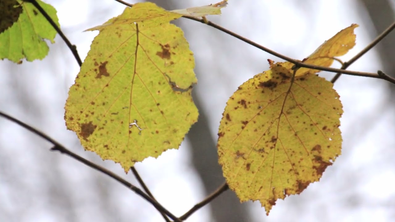 Last Leaves of Autumn / Paskutiniai rudens lapai - Lietuva