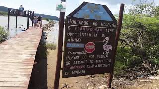 фламинго на Карибах фламинго на Карибах