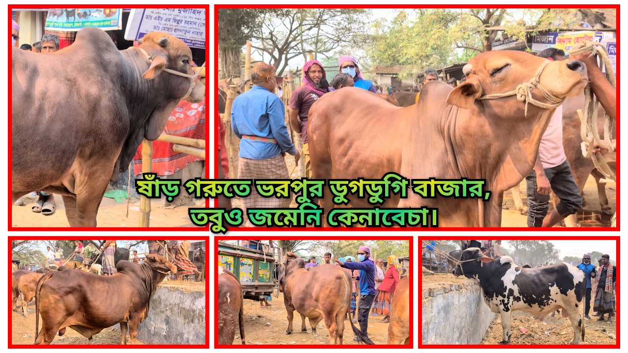 ডুগডুগি বাজার এখন কোরবানি ষাঁড় গরুর দখলে, তবে দেখা নেই কাঙ্ক্ষিত ক্রেতার!   #cowpriceinbangladesh