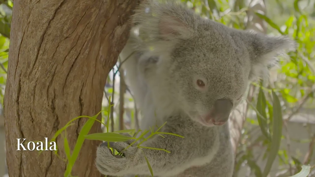 The Most Useless Animals on Earth (Why Do They Even Exist?)